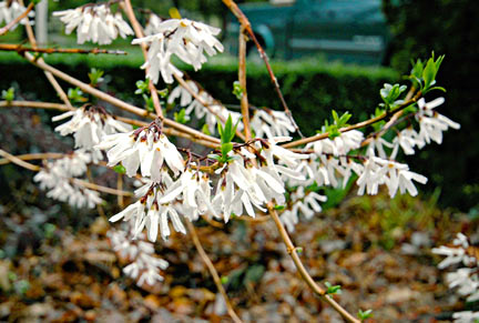 Абелиофиллум двурядный фото, Abeliophyllum distihum