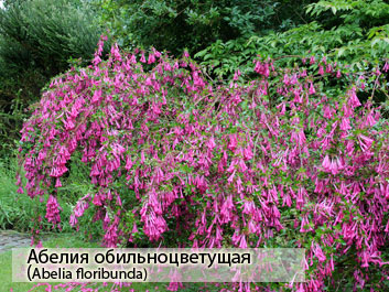 Абелия обильноцветущая (Abelia floribunda) фото