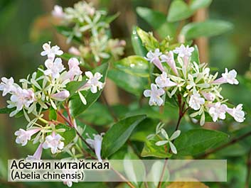 Абелия китайская
(Abelia chinensis) фото