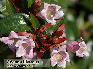 Абелия Шумана 
(Abelia Schumannii) фото