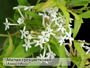 Абелия трехцветковая (Abelia triflora) фото