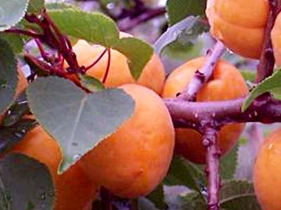 Абрикос восточно - сибирский