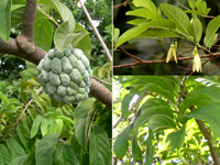 Фото плодов и листьев анноны чешуйчатой (сахарного яблока)