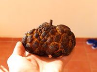 Плод анноны чешуйчатой (фото из Египта)