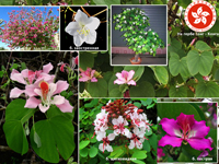 Цветы комнатные: дерево Баухиния (баугиния, орхидное дерево)