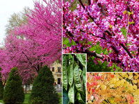 Декоративные цветущие деревья Багрянник (научное название: Церцис)