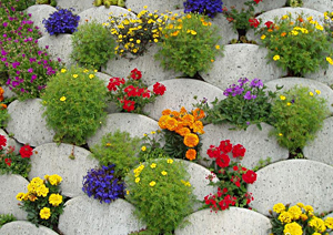 садовые цветы, цветы для сада