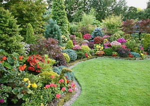 Кустарники фото, кустарники названия, кустарники названия и фото, садовые кустарники, кустарники для сада