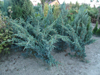 Фото Juniperus Meyeri