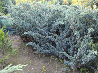 Фото Juniperus squamata Meyeri