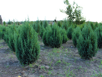 juniperus chinensis stricta