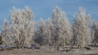 Скачать фото природы