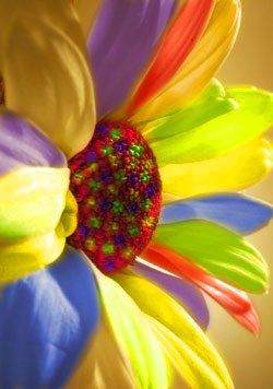 цветы с фото и названиями