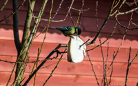 синичка фото птицы