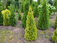 Фото thuja Golden Smaragd