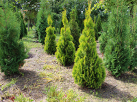 Фото thuja occidentalis golden smaragd