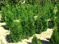 thuja occidentalis columna туя