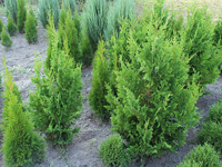 Thuja occidentalis Spiralis - фото